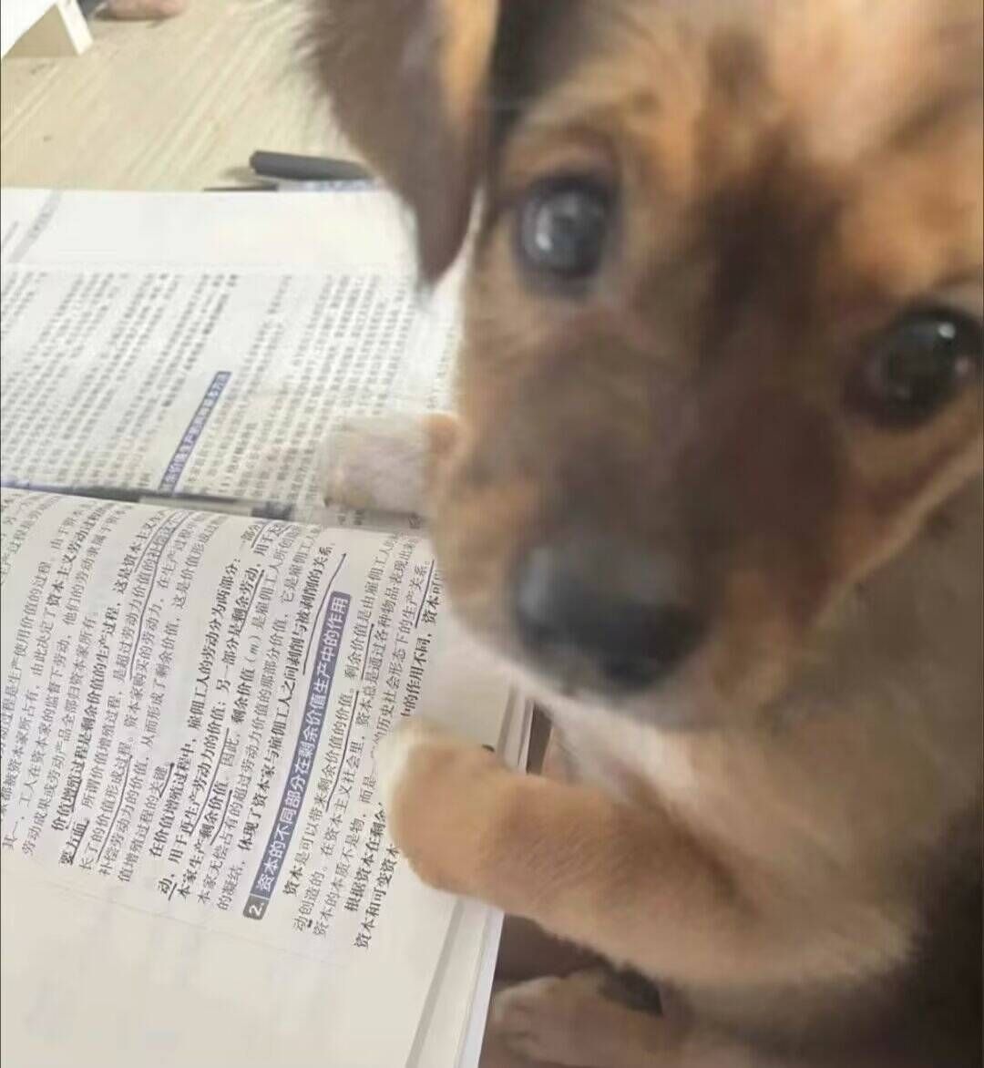 庞业佳头像